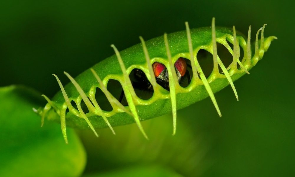 Böcek Yiyen Bitkiler Nelerdir? (Et Yiyen Bitkiler) » TechWorm