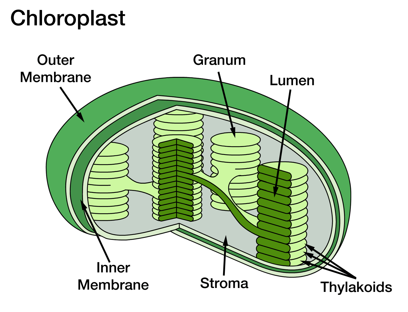 Chloroplasts Definition Structure Types Functions Diagram | Hot Sex Picture