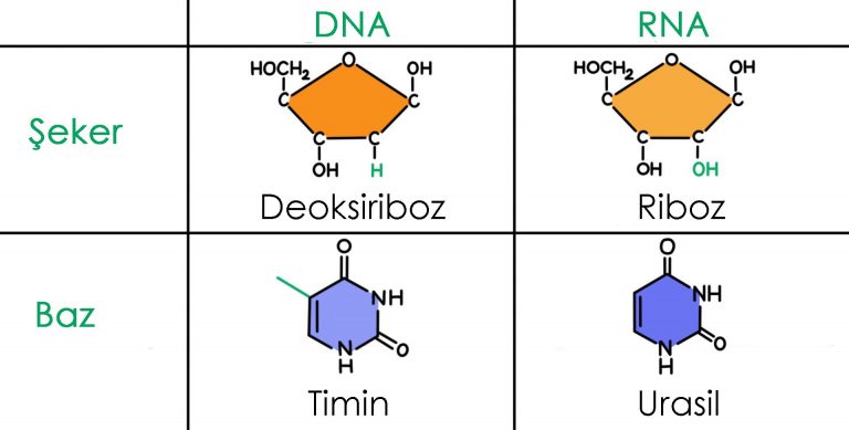 dna