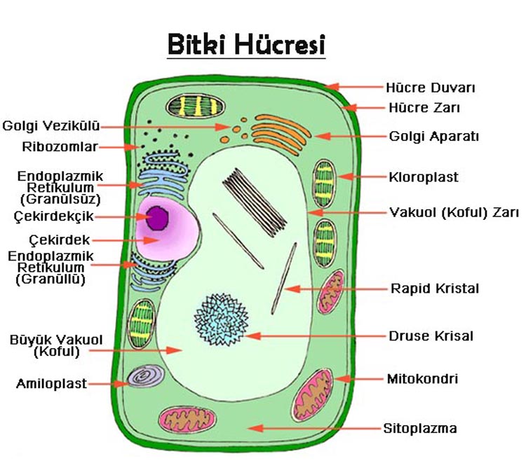 hücre duvarı hangi canlılarda bulunur