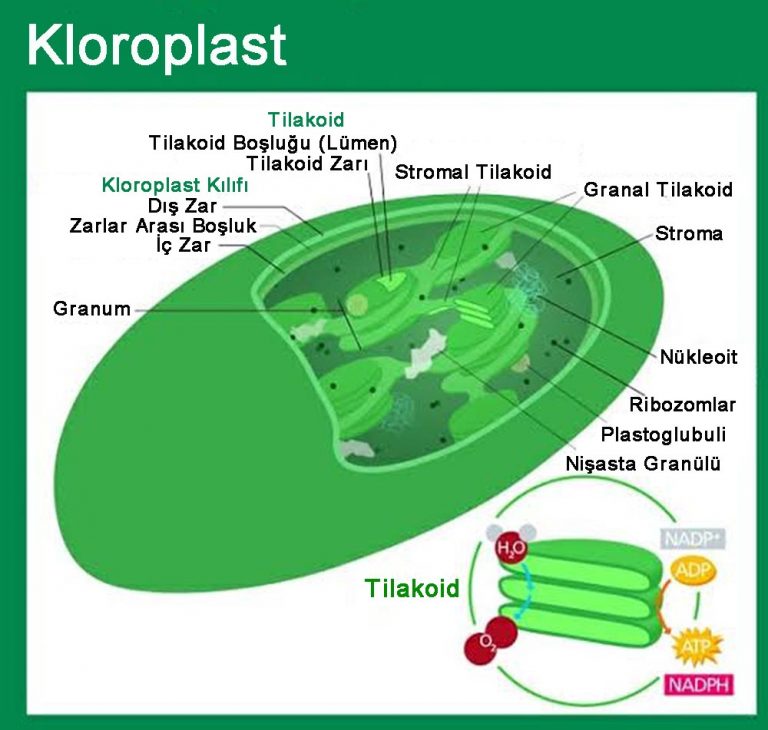 Kloroplast Nedir? Özellikleri ve Görevleri Nelerdir? » TechWorm