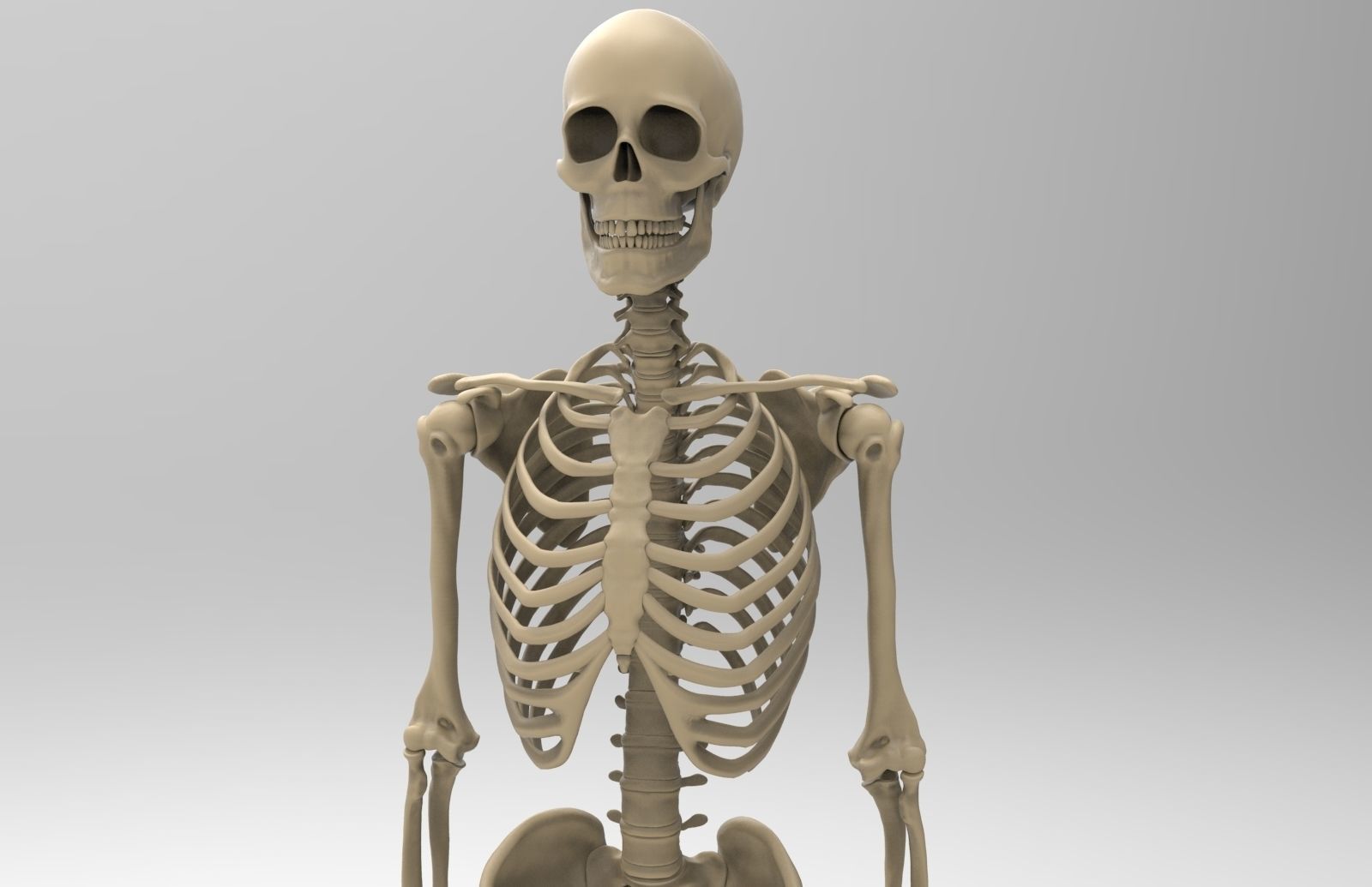 Bones model. Скелет. Скелет человека. Человеческие кости. Модель кости человека.